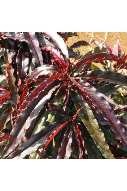 Персик Стіллет осінь